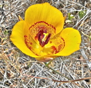 Club Haired Mariposa Lily