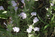 Salvia whitehousei