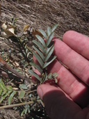 Astragalus asymmetricus