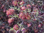 Krameria erecta