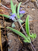 Trichostema austromontanum ssp. austromontanum