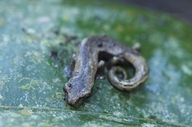 Bolitoglossa rufescens