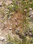 Zygophyllum pachyacanthum