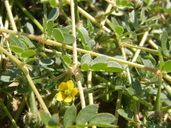 Kallstroemia californica