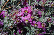 Krameria erecta