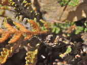 Myriopteris gracillima