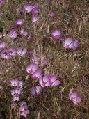 Clarkia cylindrica ssp. clavicarpa
