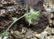 Cryptantha nevadensis var. nevadensis