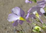 Gilia cana ssp. bernardina