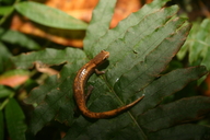 Bolitoglossa mombachoensis