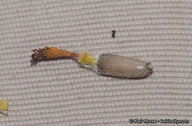 Helianthus petiolaris ssp. canescens