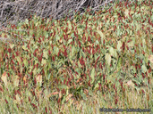 Anemopsis californica