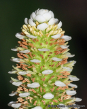 Anemopsis californica