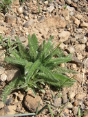 Achillea millefolium