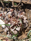 Claytonia rubra ssp. rubra