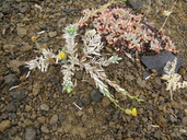 Photo of Anisocarpus scabridus