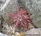 Ferocactus cylindraceus