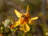 Larrea tridentata