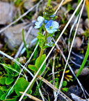 Veronica serpyllifolia ssp. humifusa