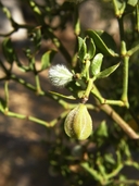 Larrea tridentata
