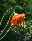 Lilium pardalinum ssp. wigginsii