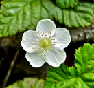 Anemone deltoidea