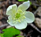 Anemone deltoidea