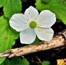 Anemone deltoidea