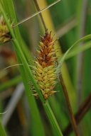 Carex exsiccata