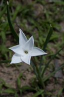 Prairie Lily