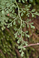 Asplenium ruta-muraria ssp. ruta-muraria