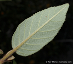 Frangula californica ssp. cuspidata