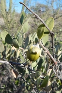 Simmondsia chinensis