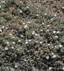 Mesembryanthemum crystallinum