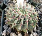 Notocactus buiningii