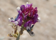 Astragalus magdalenae var. niveus