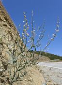 Photo of Streptanthus albidus ssp. albidus