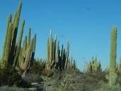 Pachycereus pringlei