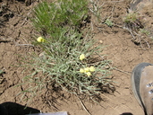 Lomatium bicolor var. bicolor