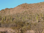 Pachycereus pringlei