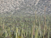 Pachycereus pringlei