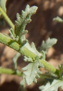 Leucosyris arida