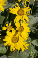Wyethia sagittata