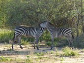 Equus quagga boehmi