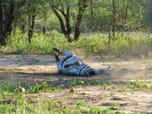 Equus quagga boehmi