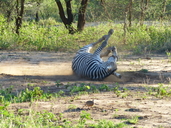 Equus quagga boehmi