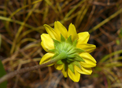 Photo of Lasthenia burkei