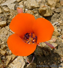 Calochortus kennedyi var. kennedyi