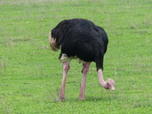 Struthio camelus massaicus