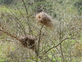 Rufous-tailed Weaver Nests